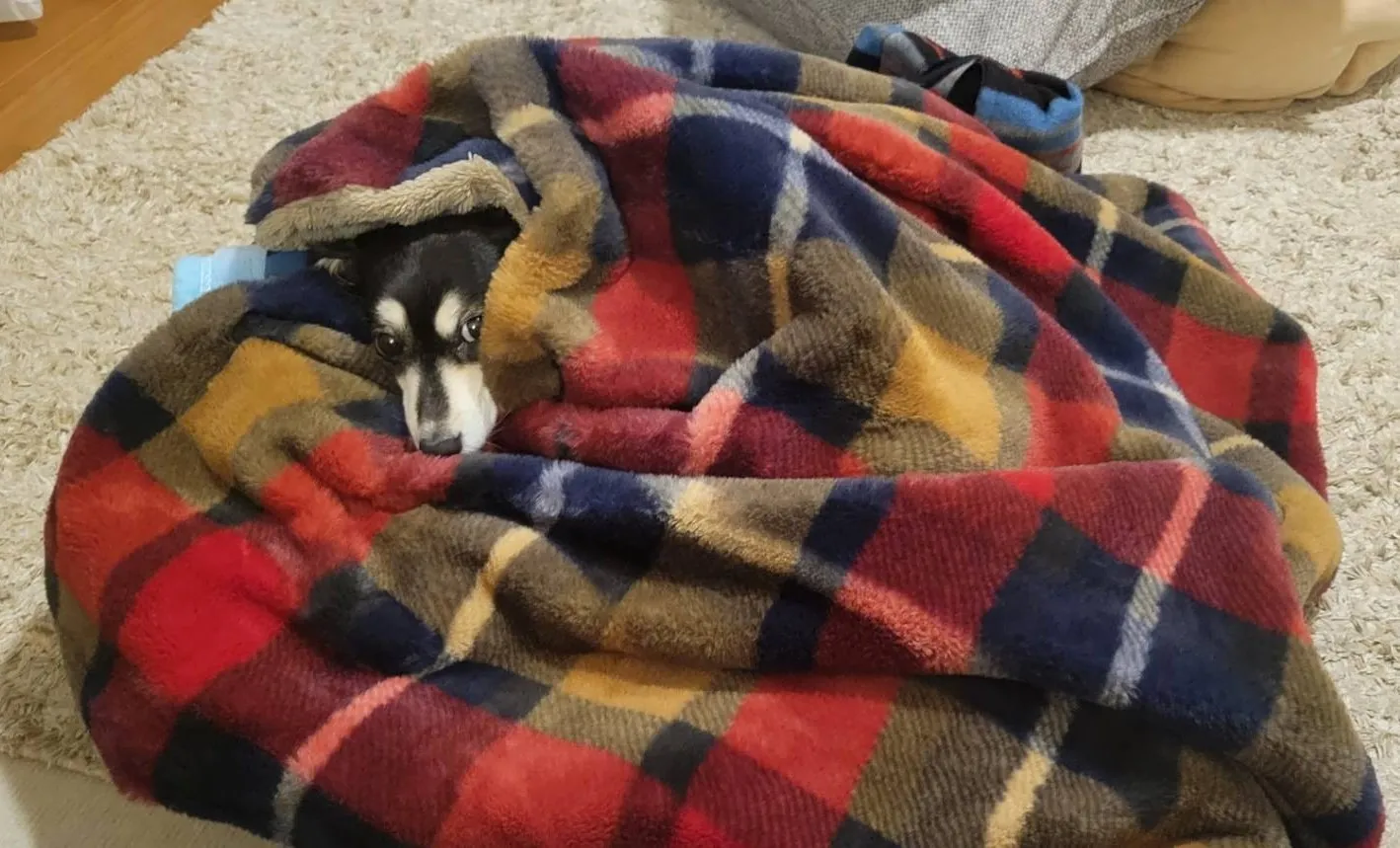 スマホ代、電気代も経費に!?「家事按分」攻略!